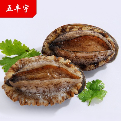 五丰宇大连活冻鲍鱼 每袋6只