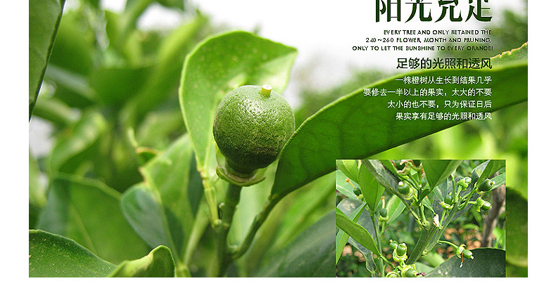 纽荷尔脐橙怎样种植管理