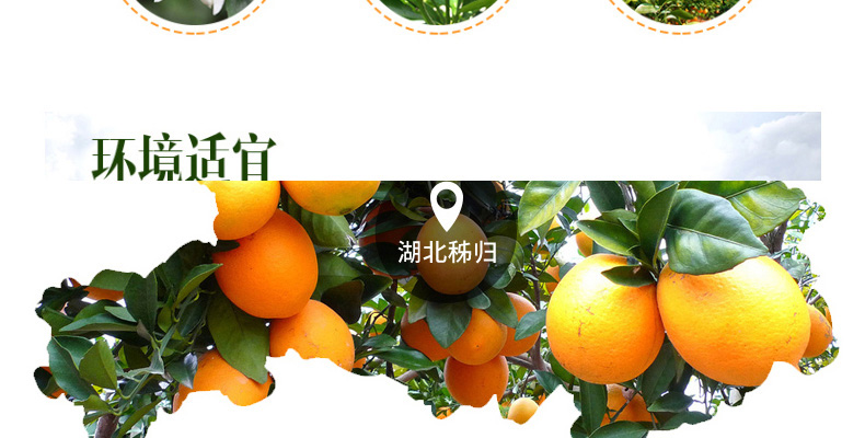 纽荷尔脐橙苗价格